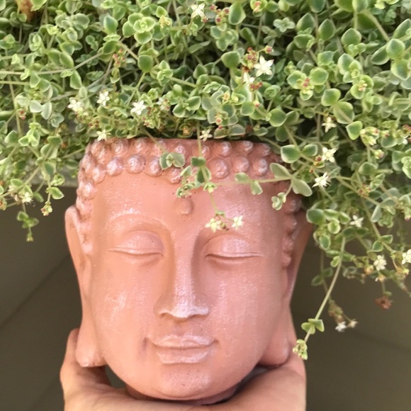 Set of 2 New Buddha Planters - Picture 13 of 14